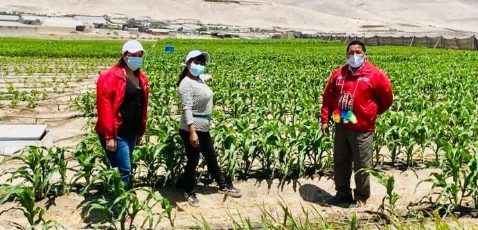 Trabajos financiados por Conadi del Ministerio de Desarrollo Social y Famila, permitirán optimizar el recurso hídrico para la producción de frutas y vegetales que se distribuyen a todo Chile.   