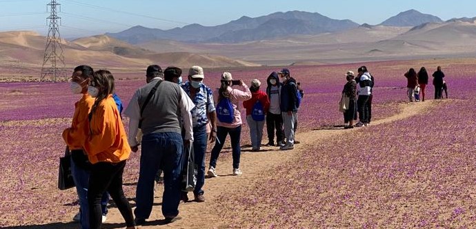 Además, tuvieron la oportunidad de visitar un camping agroturístico, artesanía totora y la caleta Pajonales. 